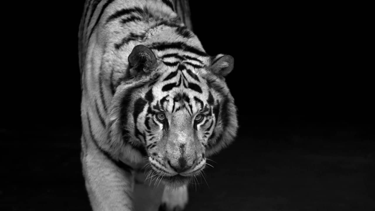 Furla Tiger on Vimeo