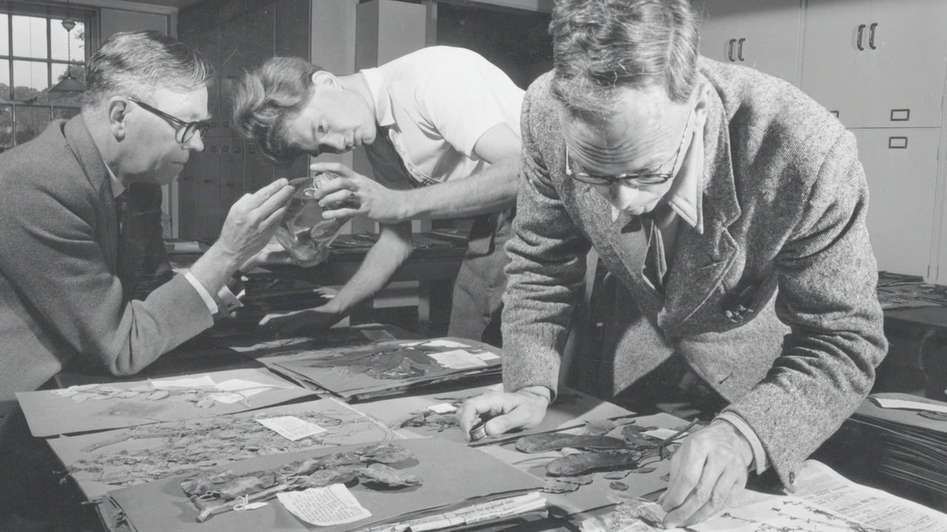 KEW GARDENS - Beyond the Gardens: The Plant Family Tree