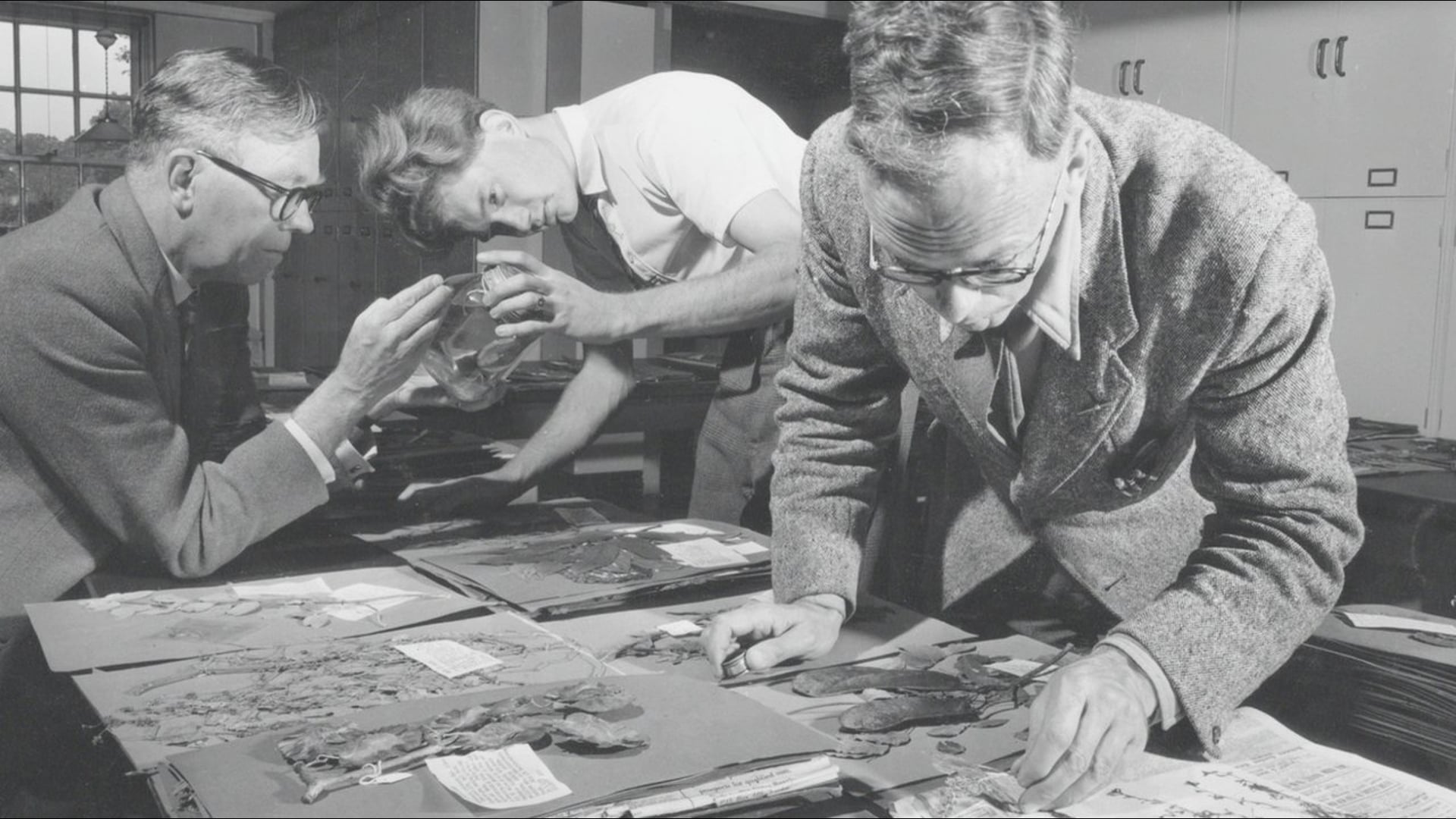 KEW GARDENS - Beyond the Gardens: The Plant Family Tree