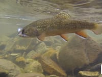 A Day on The Creeks with Telluride Outside Fly Fishing Guide
