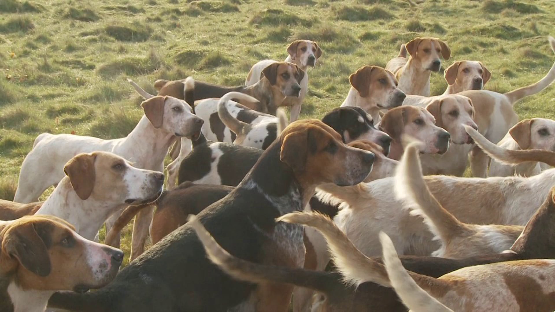 Hounds & The Huntsman