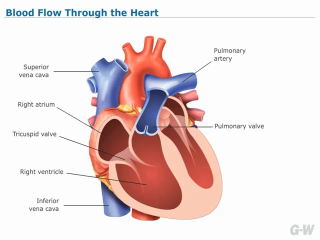 heart diagram blood flow animation