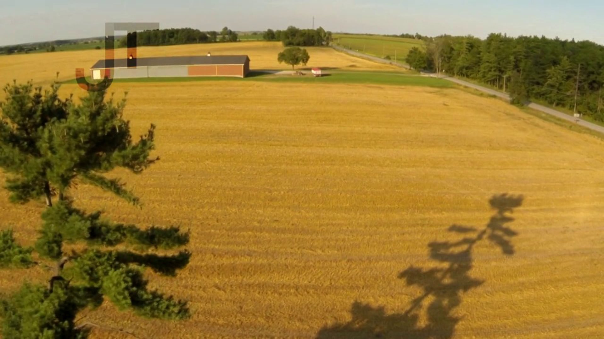 The Greatest Tree That Ever Stood