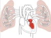 Figure 12.8 Pulmonary and systemic circulation