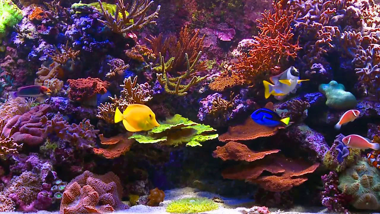 Aquarium DVD - Coral Reef Aquarium 110 Minutes of HD Fishtanks with music  and Nature Sounds on Vimeo