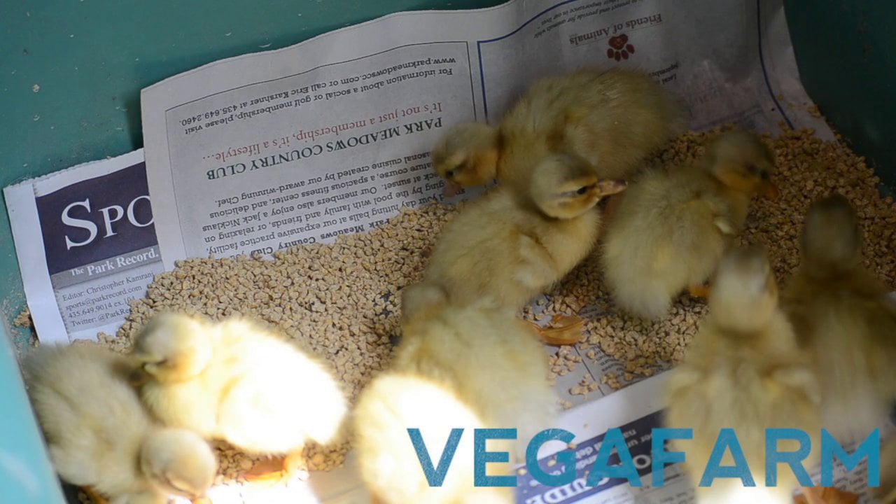 Pastel Call Ducklings Bantam On Vimeo