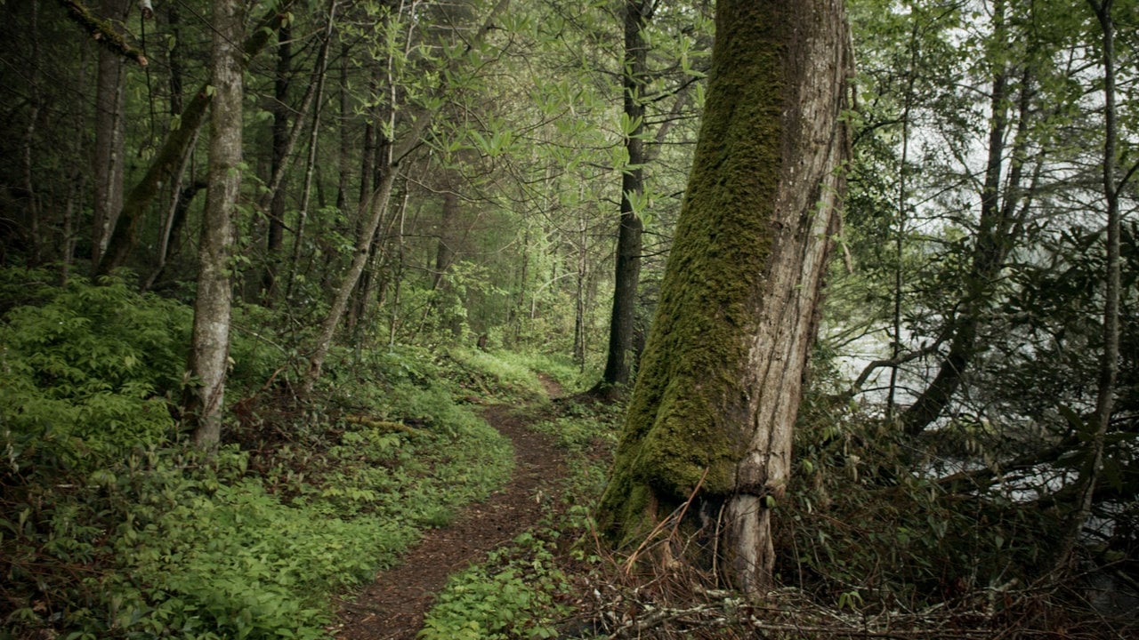 Thunder trails. Wild Trail. Wild Trail медаль.