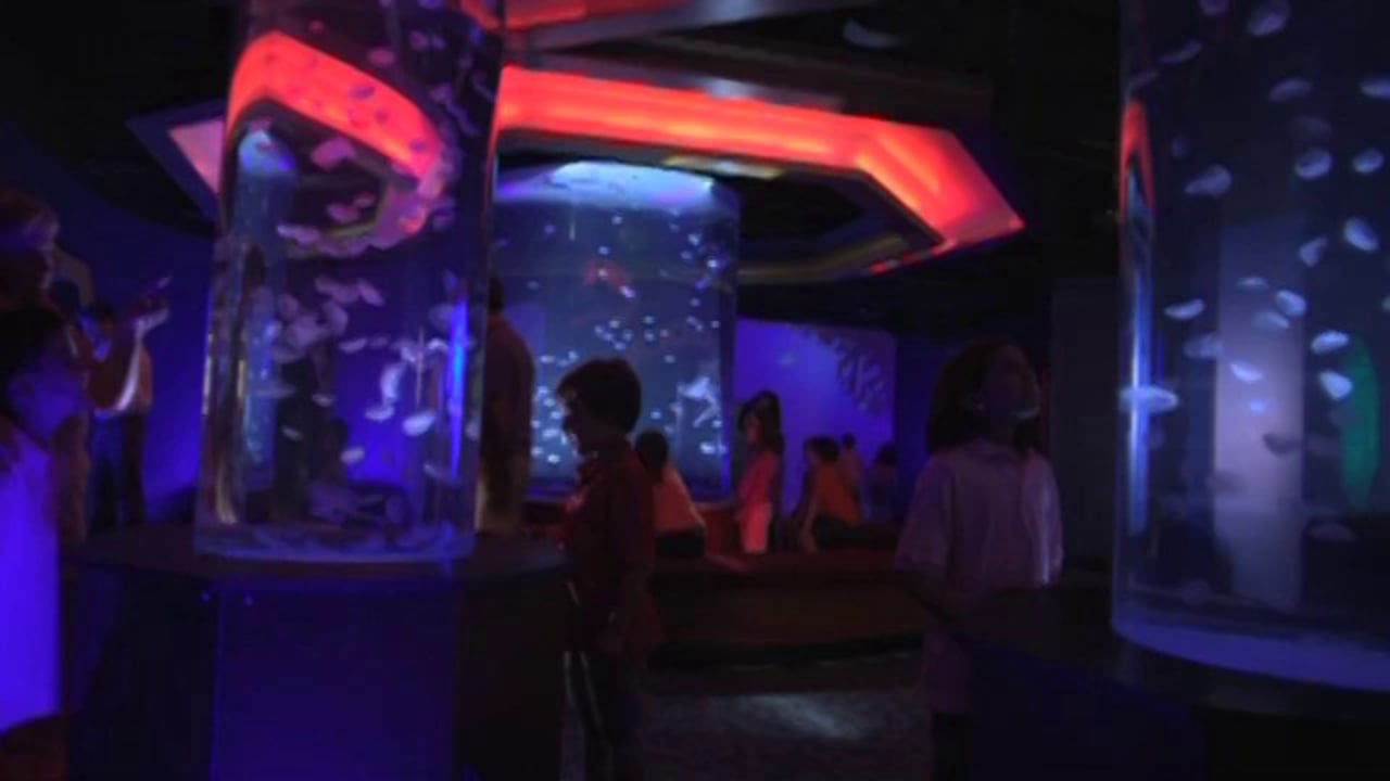“Squiggly” for Newport Aquarium