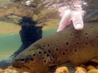 Catch and Release trout in Patagonia