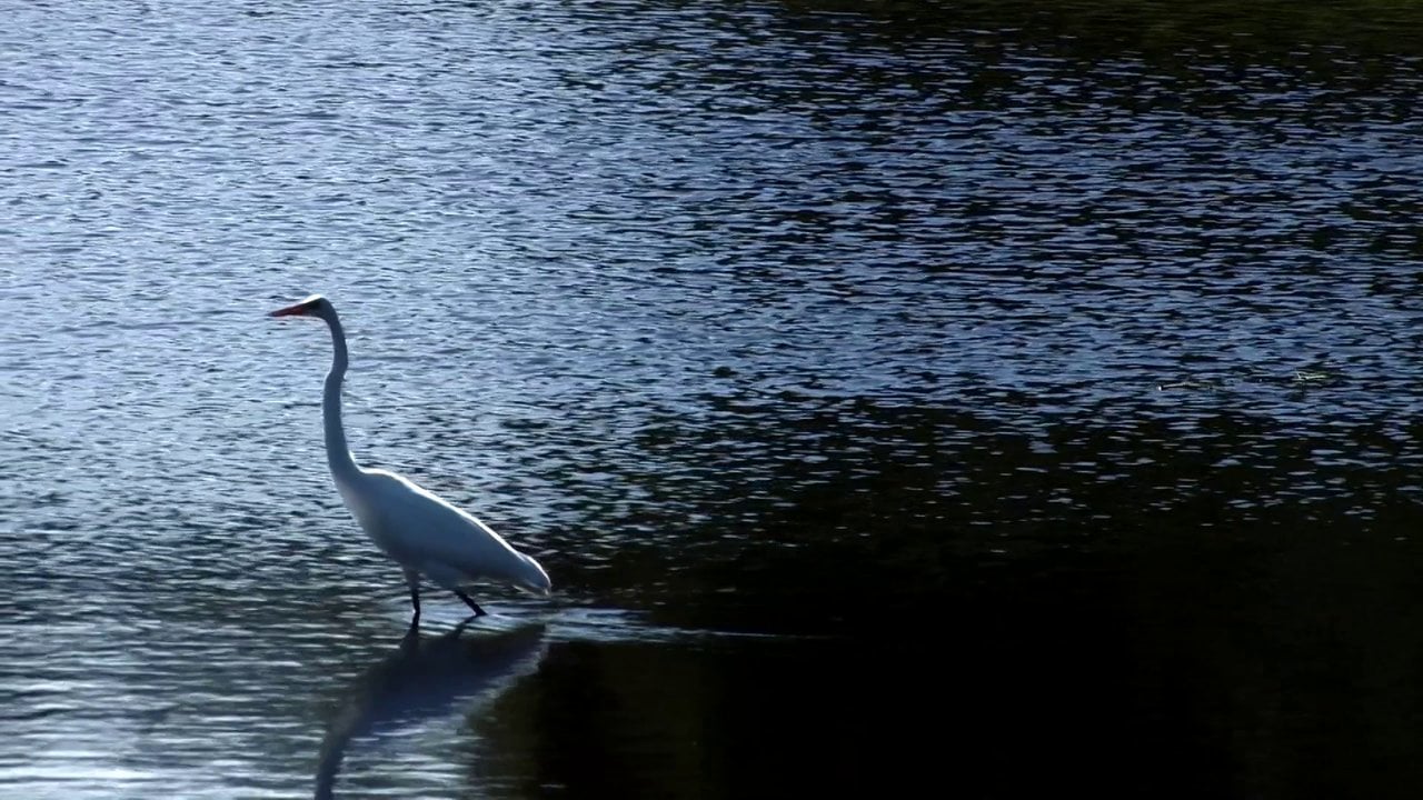 "Freshwater Conservation" for Tennessee Aquarium