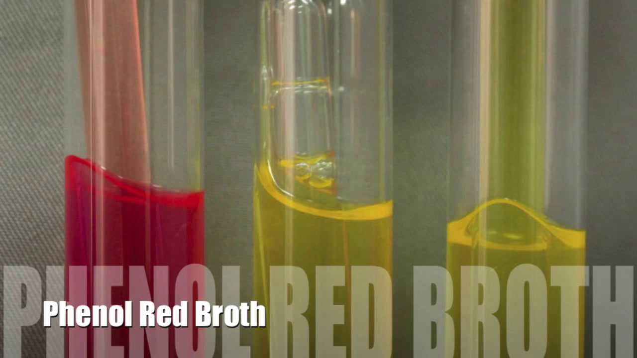 Phenol Red Broth on Vimeo
