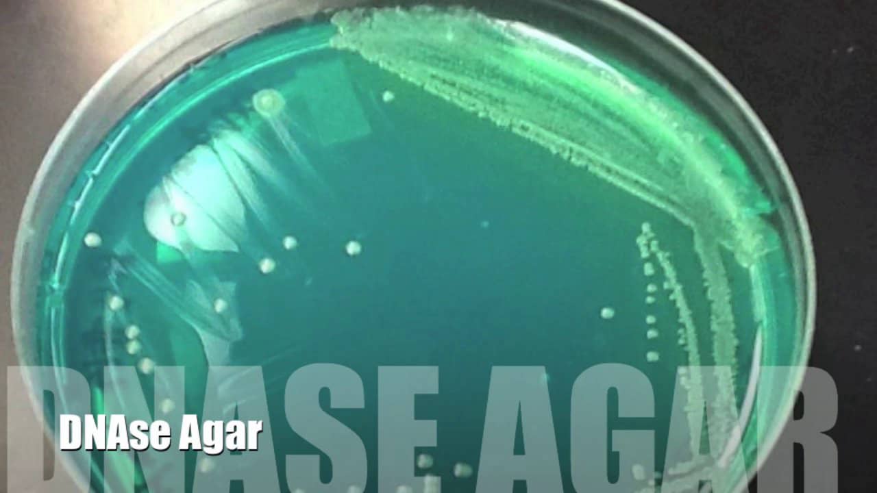 DNAse Agar on Vimeo