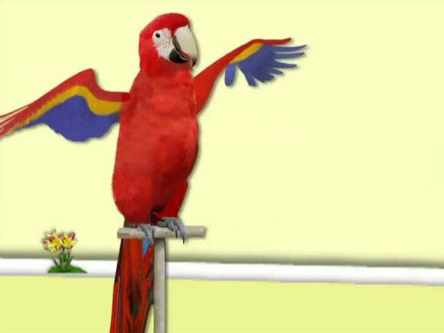 Pets Video - Hooked on Phonics Learn to Read Pre-K on Vimeo