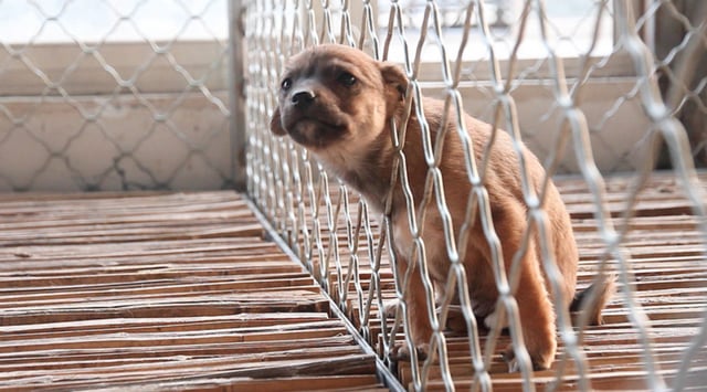 Hunde- und Katzenfleischhandel in China
