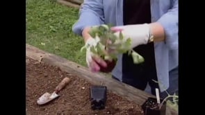 Growing Tomatoes