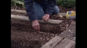 Carrots and Spinach