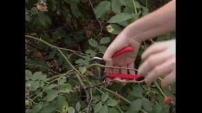 Pruning Roses