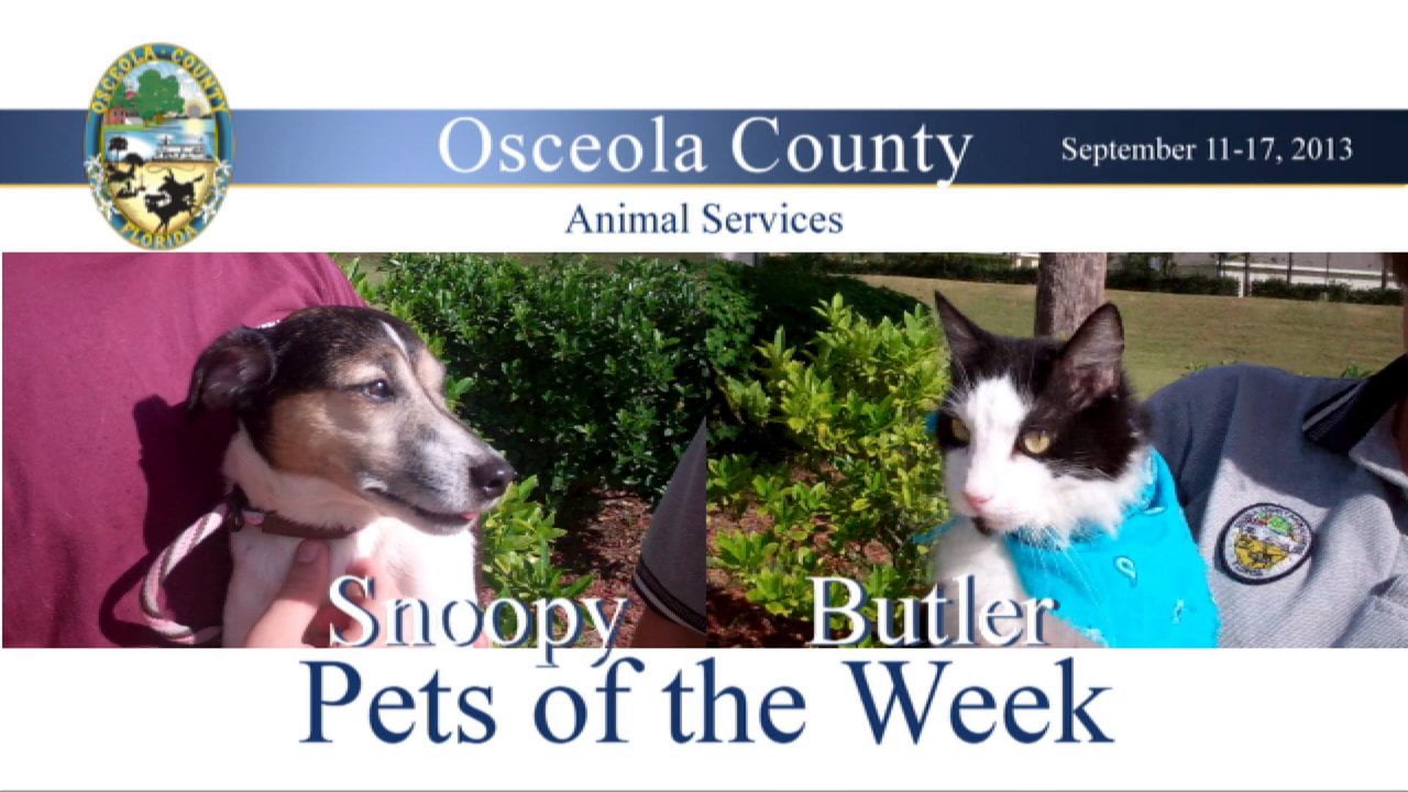 Osceola County Pets of the Week - Butler and Snoopy - September 11-17 ...