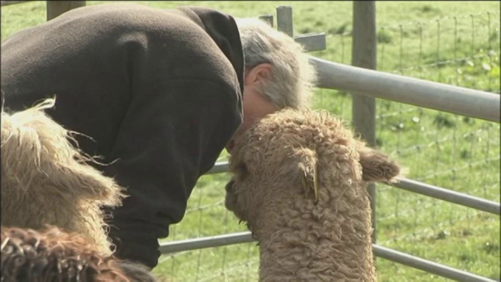 It's an Alpaca!