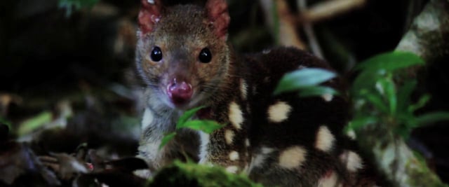 QUOLLS – Fast & Furious