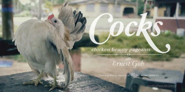 Chicken Beauty Pageants