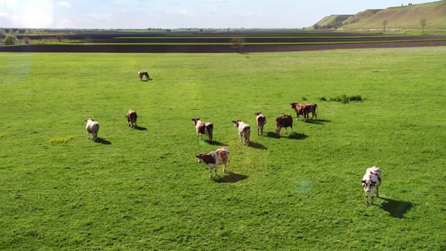 FALCON BEER - Cows