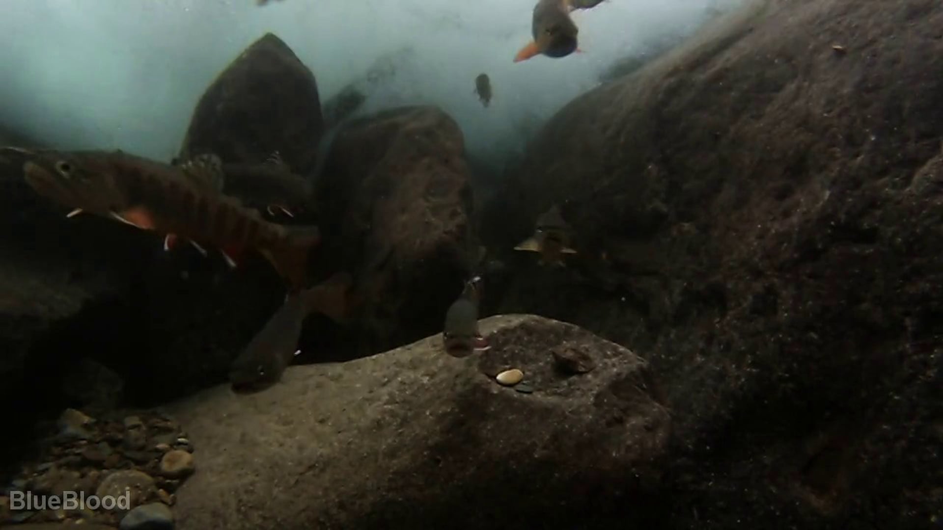 Southern Salvelinus-Brook Trout Below the Mason-Dixon