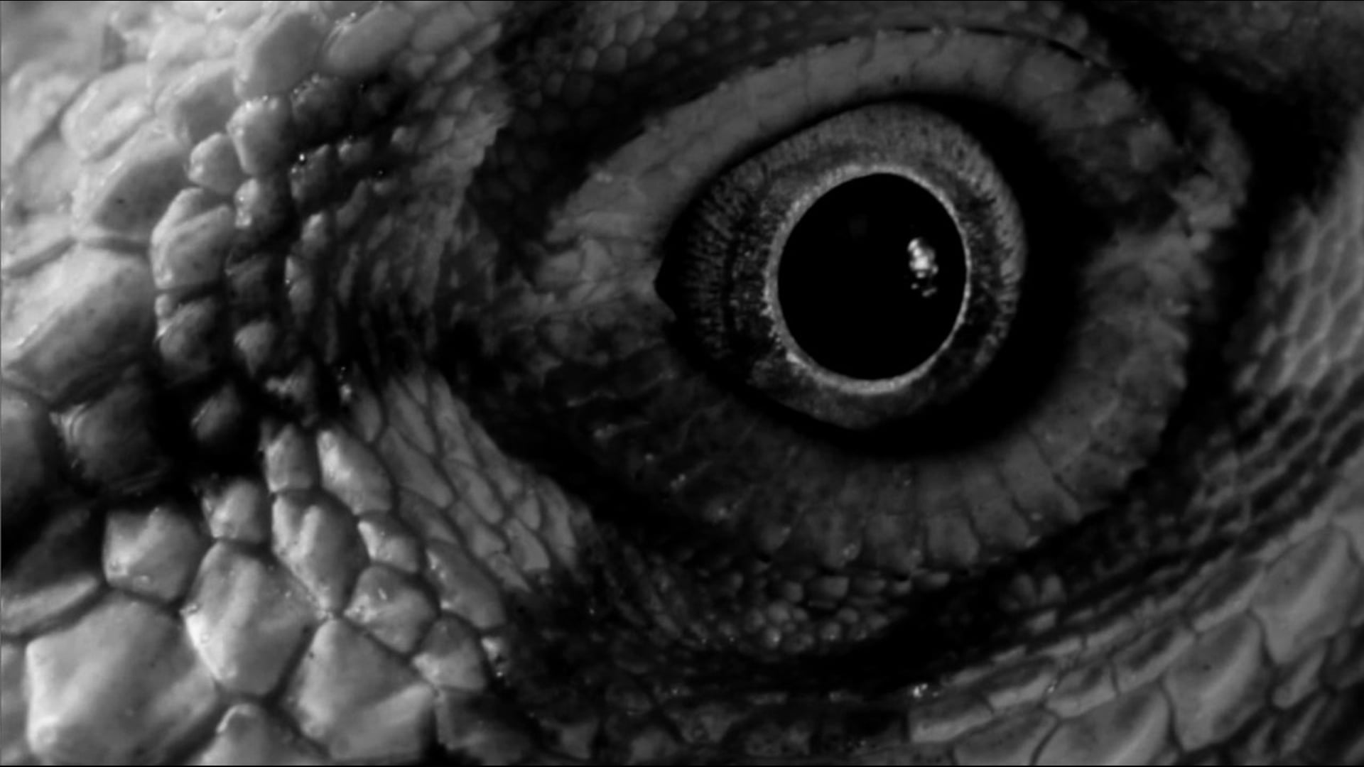 Dragon scales