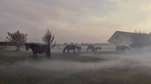 LIDL - Stallion
