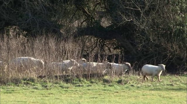 Guto (Dwylo’r Enfys)