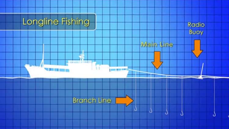 LONGLINE FISHING PROCEDURES - ENGLISH on Vimeo