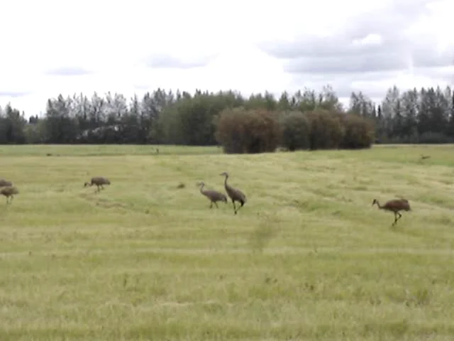 Sandhill Crane Video, Alaska Department of Fish and Game