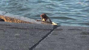 Enthusiasts of Photographic Activities .