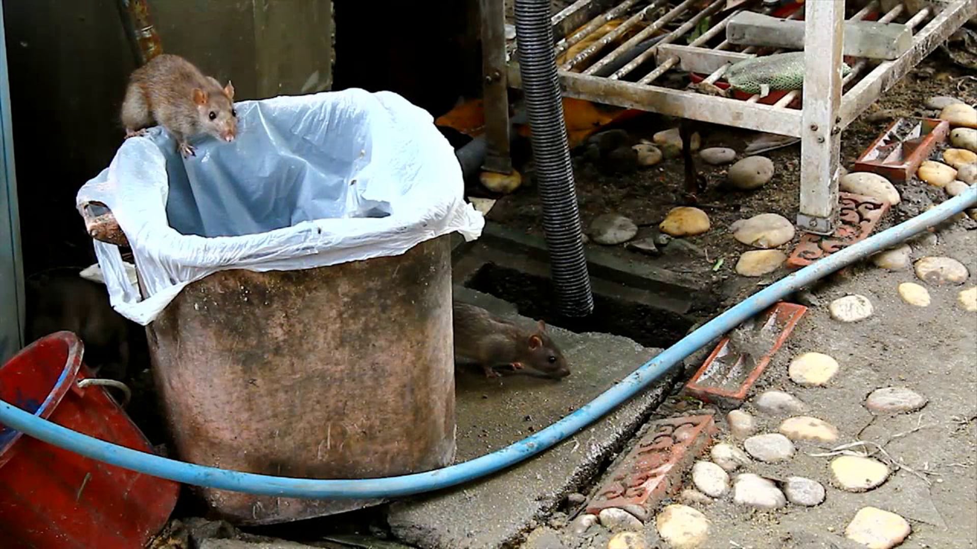 Mad Science - Unexplainable mass animal suicides