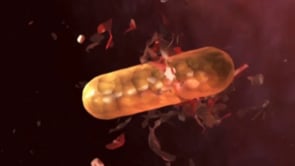 Craig Zuckerman MOA Animations