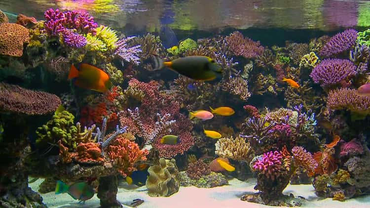 Aquarium DVD - Tropical Reef Aquarium - Filmed In HD - with Natural Sound  and Relaxing Music on Vimeo