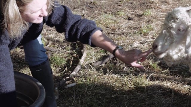 Adventures in Yarn Farming