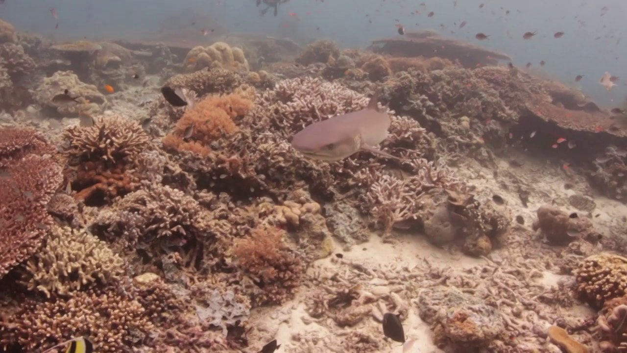 Sipadan Shark on Vimeo