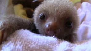 Sloth TV on Vimeo