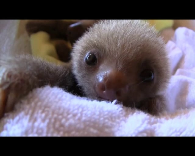 Meet the sloths