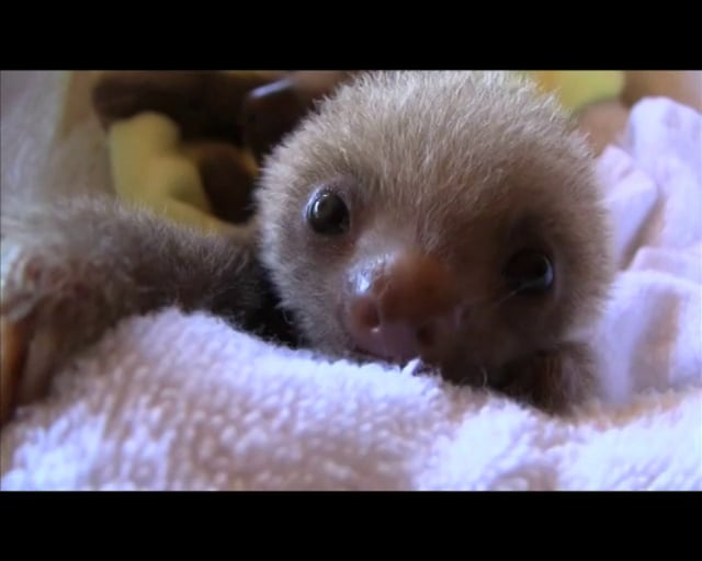 baby sloths in a bucket