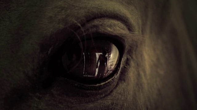 Fox International - The Walking Dead - Teaser "Eye of the Horse"