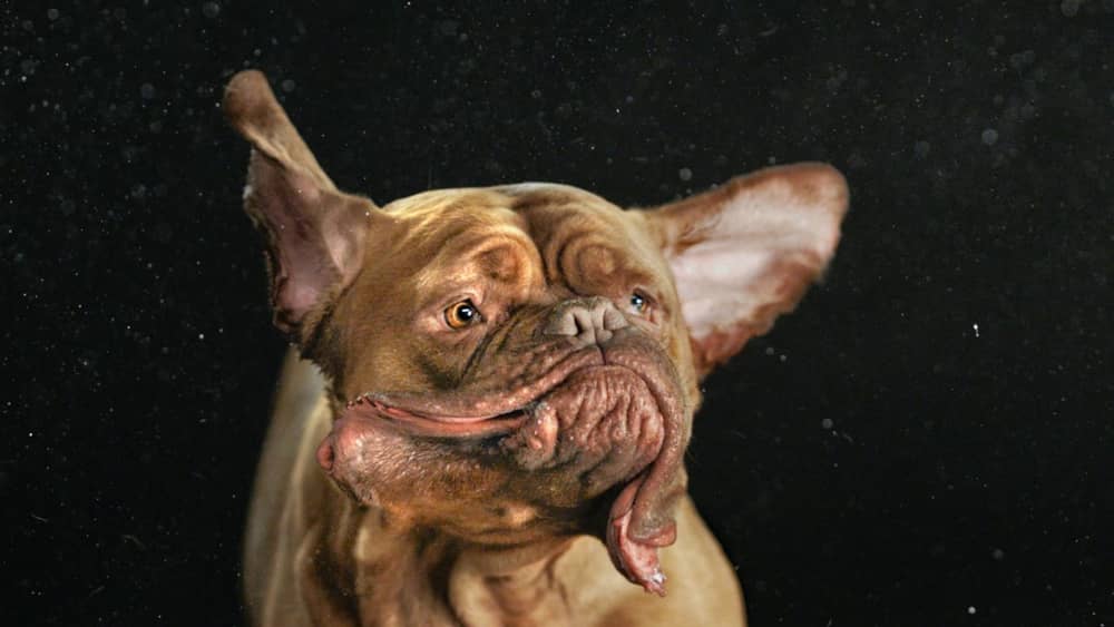 ブルブルッ でモンスター化した犬たち 写真集 ハフポスト Life