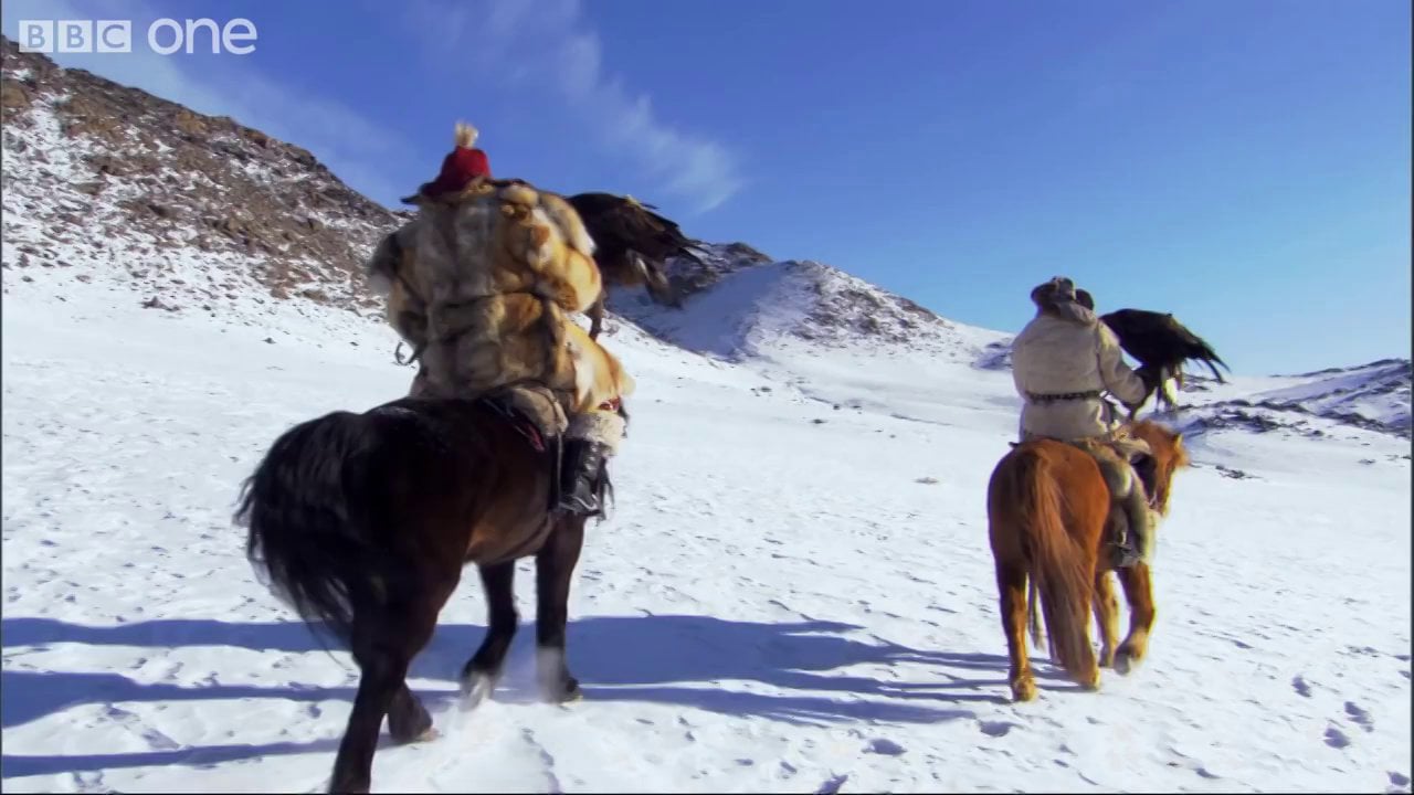 Fox Hunting with a Golden Eagle Human Planet Mountains, preview BBC One