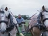 Draft Horse Power at Robinette Farms | Indiegogo