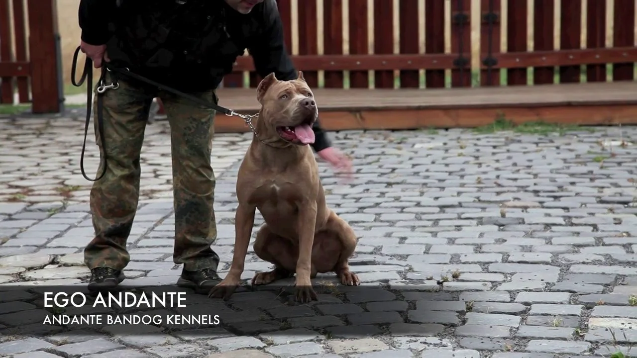 Andante bandog shop