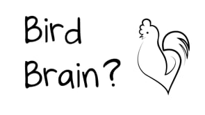 Bird Brain Episode 1