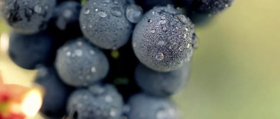 Château Mouton Rothschild - ブドウ樹からワインまで Château Mouton Rothschild - ブドウ樹からワインまで