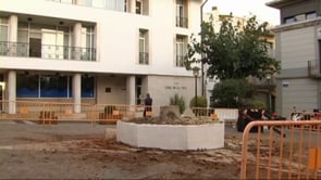 L'escarabat morrut fa talar la palmera de l'Ajuntament