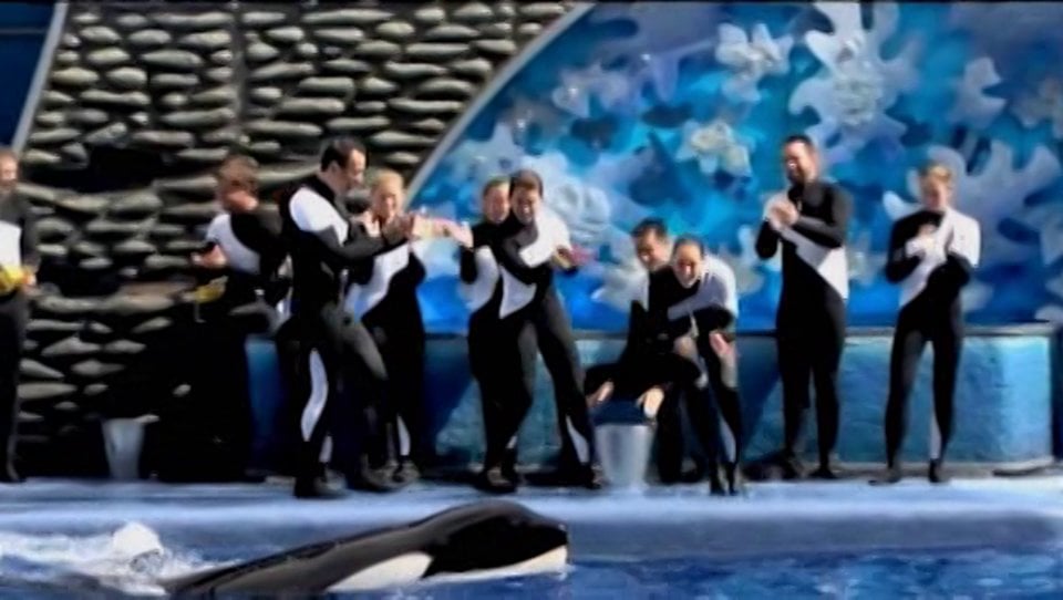 Watch blackfish vimeo top